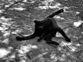 črni maček (1)…