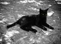 črni maček (4)…