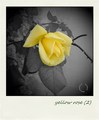 polaroid ruža …