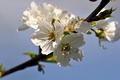 Trešnja u cvat…