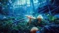 Gljive na plav…