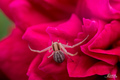 pauk brani ruž…