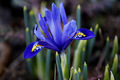 Perunika (Iris)