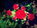 Ruže su crvene…