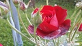 Ruže 4