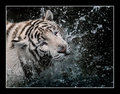 Tiger splash