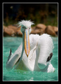 Pelican with a…