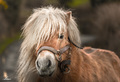 Highland pony
