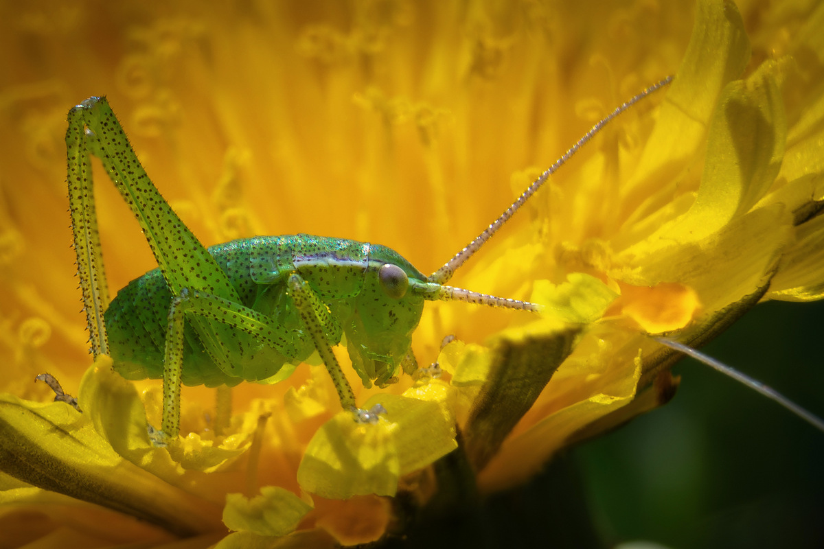 Mali zeleni na cvijetu maslačka