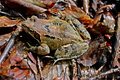 šumska žaba 