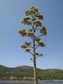 agava na pusto…
