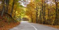 Žuto lišće na cesti spi