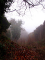 Jelengradska magla