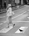 Pigeon Crossing