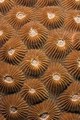 Tekstura koralja