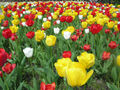 Tulipani iz Rossen Garten
